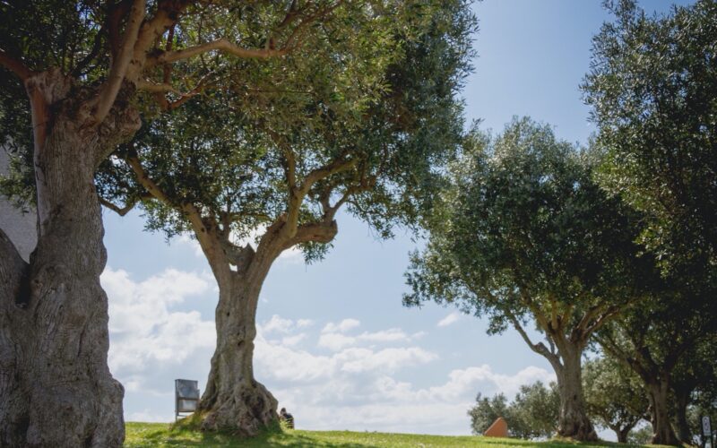 alberi olio d_oliva